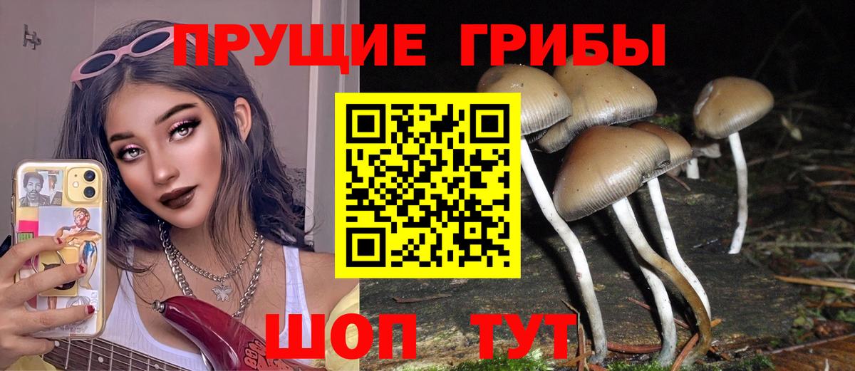 Новозыбков  Псилоцибиновые грибы ЛСД  Вход с VPN 